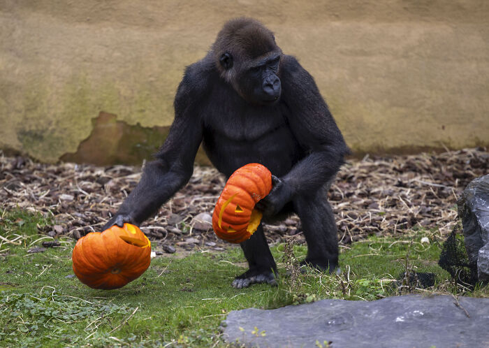 This Animal Park In Belgium Decided To Surprise Its Animals With Halloween-Themed Treats This Animal Park In Belgium Decided To Surprise Its Animals With Halloween-Themed Treats