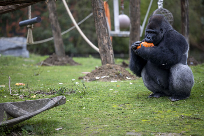 This Animal Park In Belgium Decided To Surprise Its Animals With Halloween-Themed Treats This Animal Park In Belgium Decided To Surprise Its Animals With Halloween-Themed Treats
