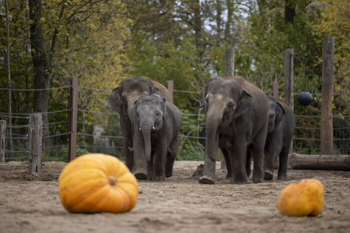 This Animal Park In Belgium Decided To Surprise Its Animals With Halloween-Themed Treats This Animal Park In Belgium Decided To Surprise Its Animals With Halloween-Themed Treats