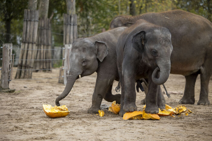 This Animal Park In Belgium Decided To Surprise Its Animals With Halloween-Themed Treats This Animal Park In Belgium Decided To Surprise Its Animals With Halloween-Themed Treats