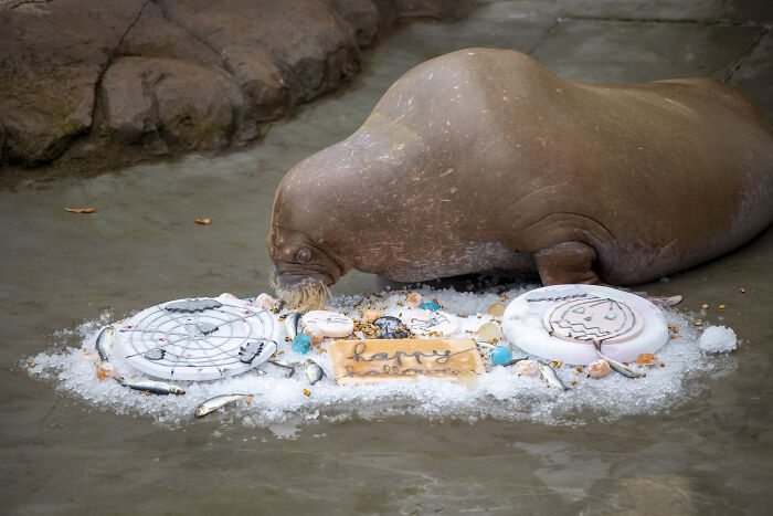 This Animal Park In Belgium Decided To Surprise Its Animals With Halloween-Themed Treats This Animal Park In Belgium Decided To Surprise Its Animals With Halloween-Themed Treats