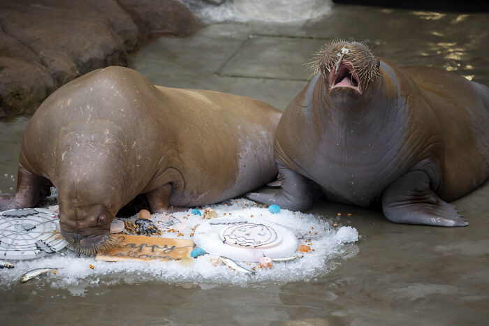 This Animal Park In Belgium Decided To Surprise Its Animals With Halloween-Themed Treats This Animal Park In Belgium Decided To Surprise Its Animals With Halloween-Themed Treats