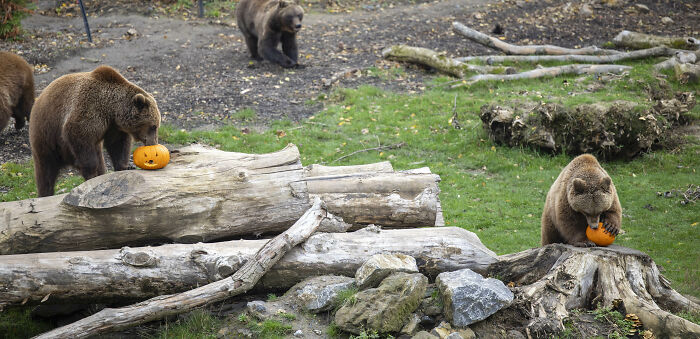 This Animal Park In Belgium Decided To Surprise Its Animals With Halloween-Themed Treats This Animal Park In Belgium Decided To Surprise Its Animals With Halloween-Themed Treats