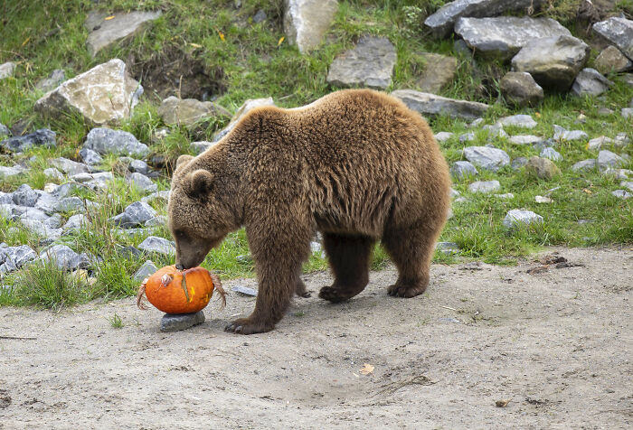 This Animal Park In Belgium Decided To Surprise Its Animals With Halloween-Themed Treats This Animal Park In Belgium Decided To Surprise Its Animals With Halloween-Themed Treats