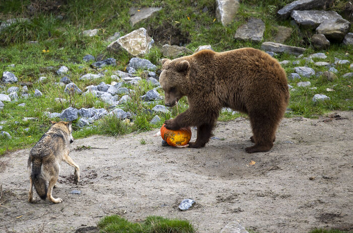 This Animal Park In Belgium Decided To Surprise Its Animals With Halloween-Themed Treats This Animal Park In Belgium Decided To Surprise Its Animals With Halloween-Themed Treats