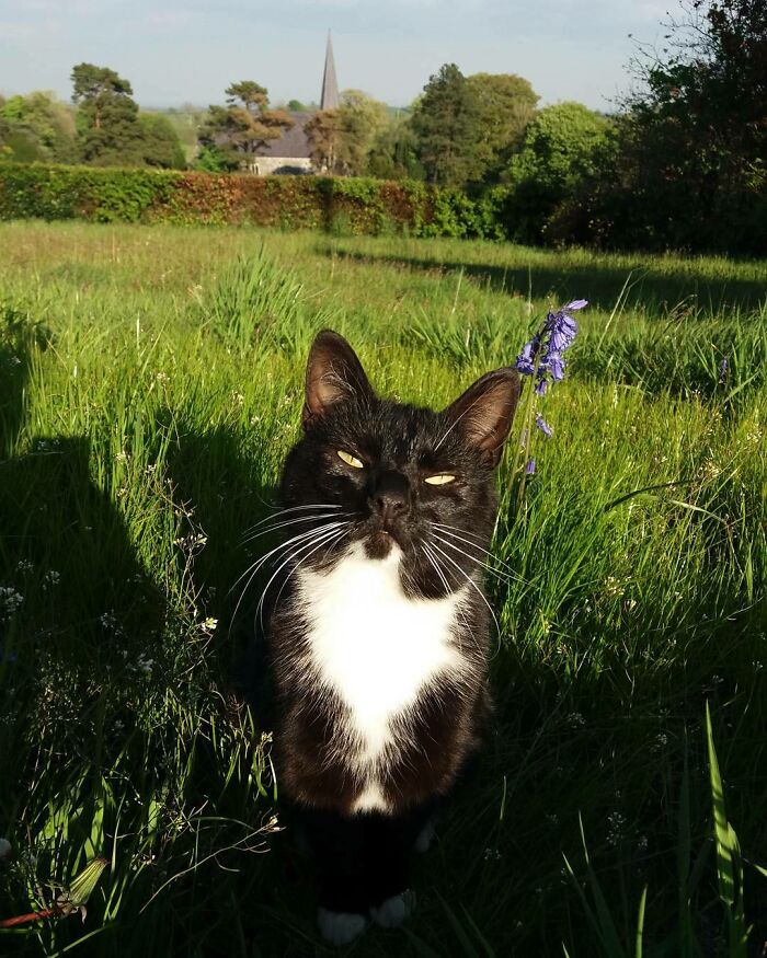 Owner Put A Tracker On Her Cat And Discovered She Has Been Visiting 5 Houses Owner Put A Tracker On Her Cat And Discovered She Has Been Visiting 5 Houses