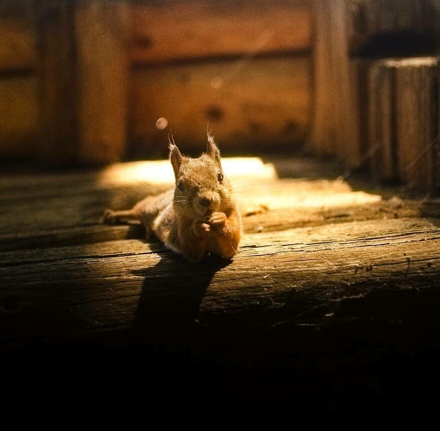 Nature's Own Pro Model