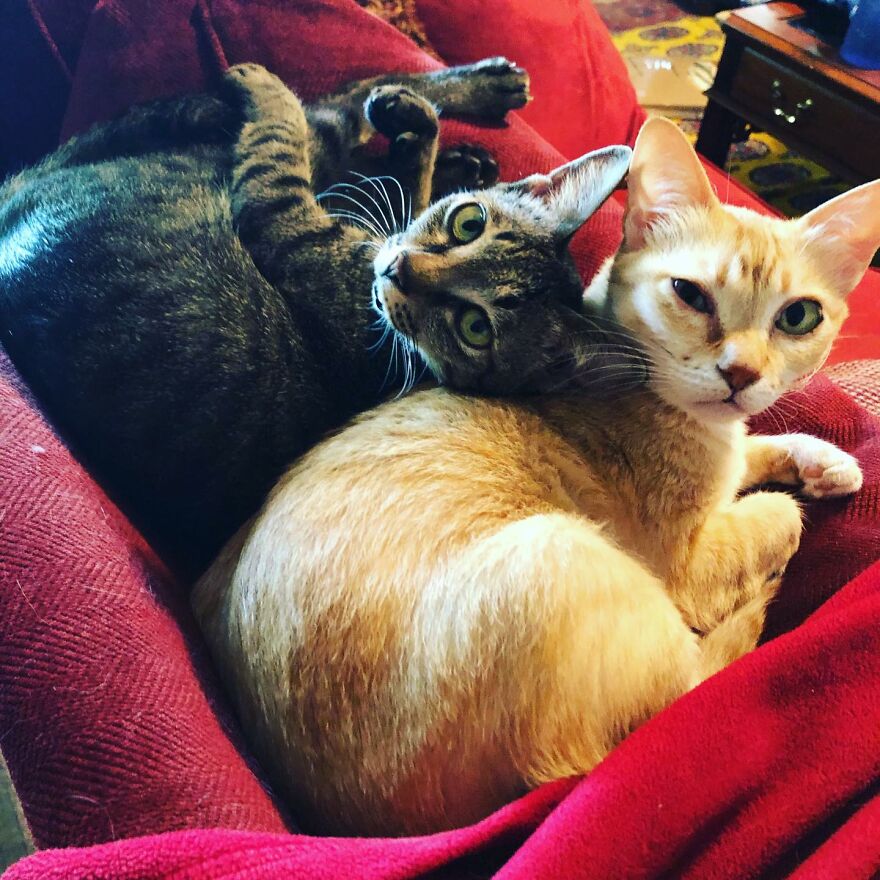 Vietnam's First Farm Sanctuary And Animal Rescue Helps All Kinds Of Animals Who Are Suffering From Cruelty And Neglect