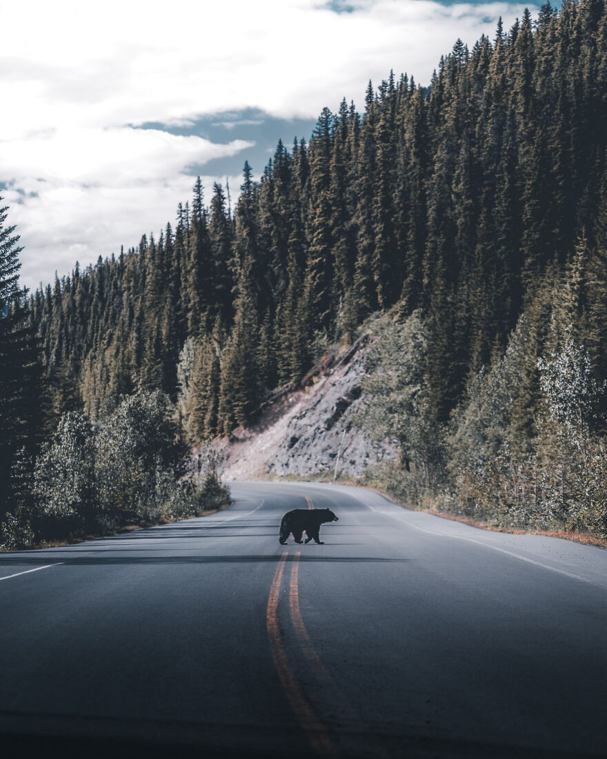 Bear Crossing