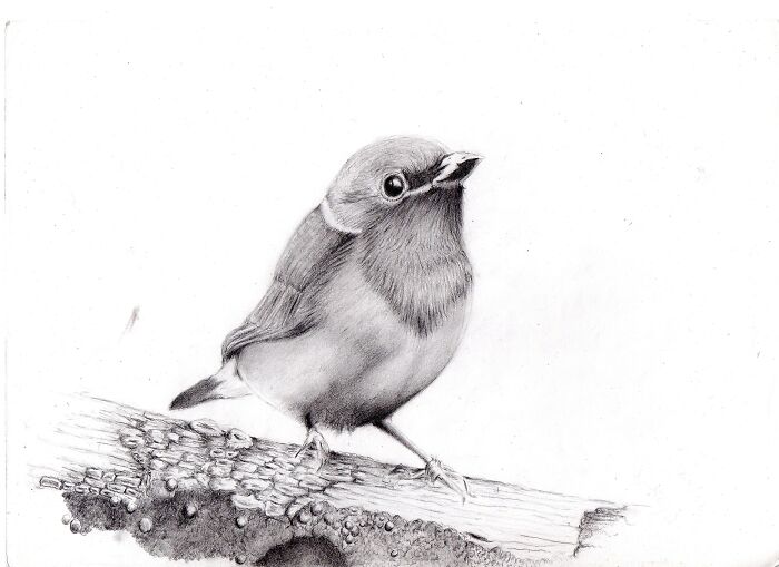 A South American Finch I Sketched A Few Years Ago