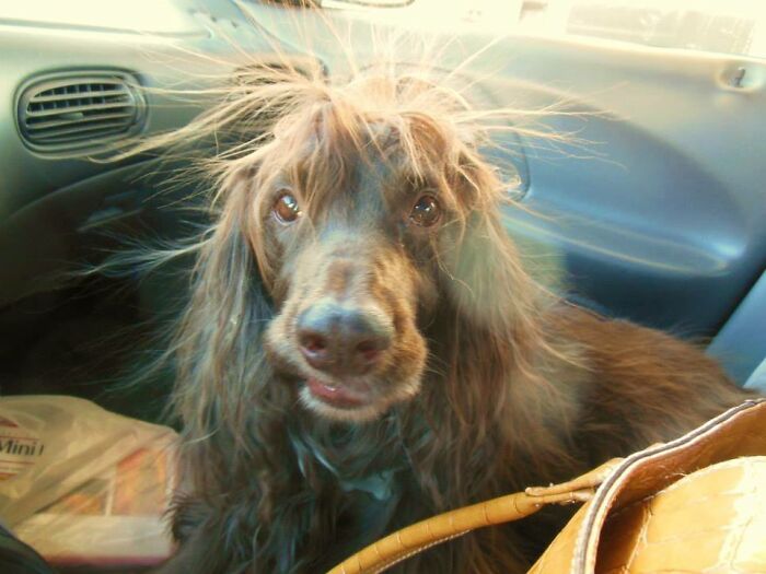 Static Is Not My Bosco's Friend.