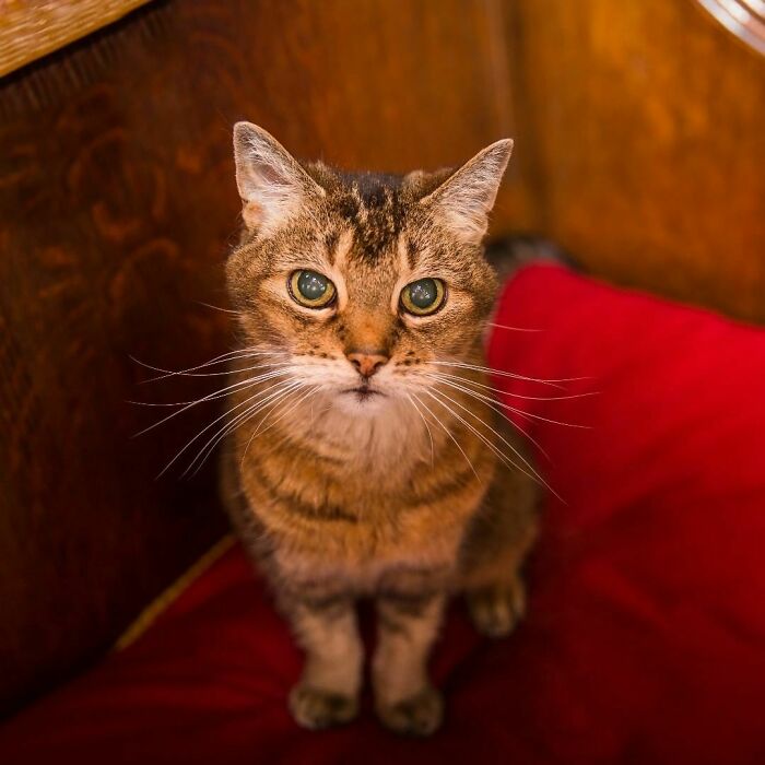 Cat Who Lived In A Church For 12 Years Passes Away, The Church Gives Her An Entire Memorial Service Cat Who Lived In A Church For 12 Years Passes Away, The Church Gives Her An Entire Memorial Service