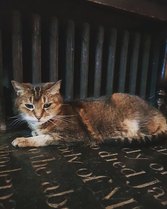 Cat Who Lived In A Church For 12 Years Passes Away, The Church Gives Her An Entire Memorial Service Cat Who Lived In A Church For 12 Years Passes Away, The Church Gives Her An Entire Memorial Service