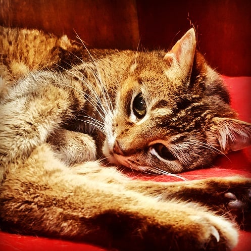 Cat Who Lived In A Church For 12 Years Passes Away, The Church Gives Her An Entire Memorial Service Cat Who Lived In A Church For 12 Years Passes Away, The Church Gives Her An Entire Memorial Service