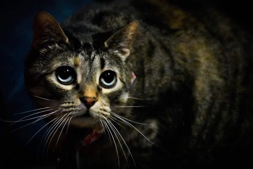 I Photograph My Cats And Other Cats In My Life