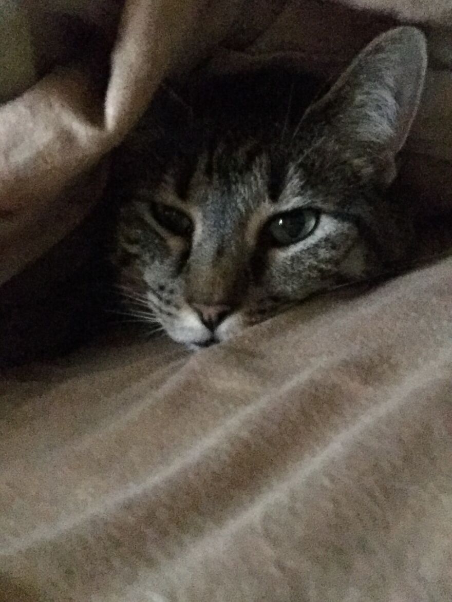 Here Are Some Pictures Of My Cat Ruth To Make You Smile #2