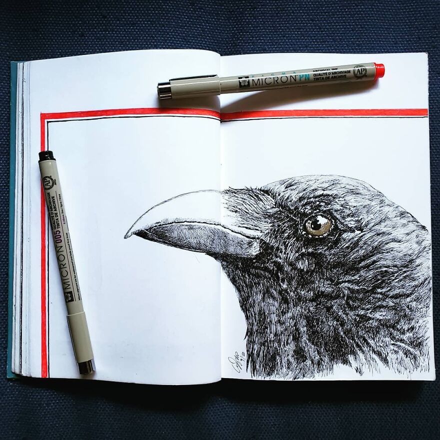 Ravens Are Extremely Smart. As Intelligent As Chimps And Dolphins