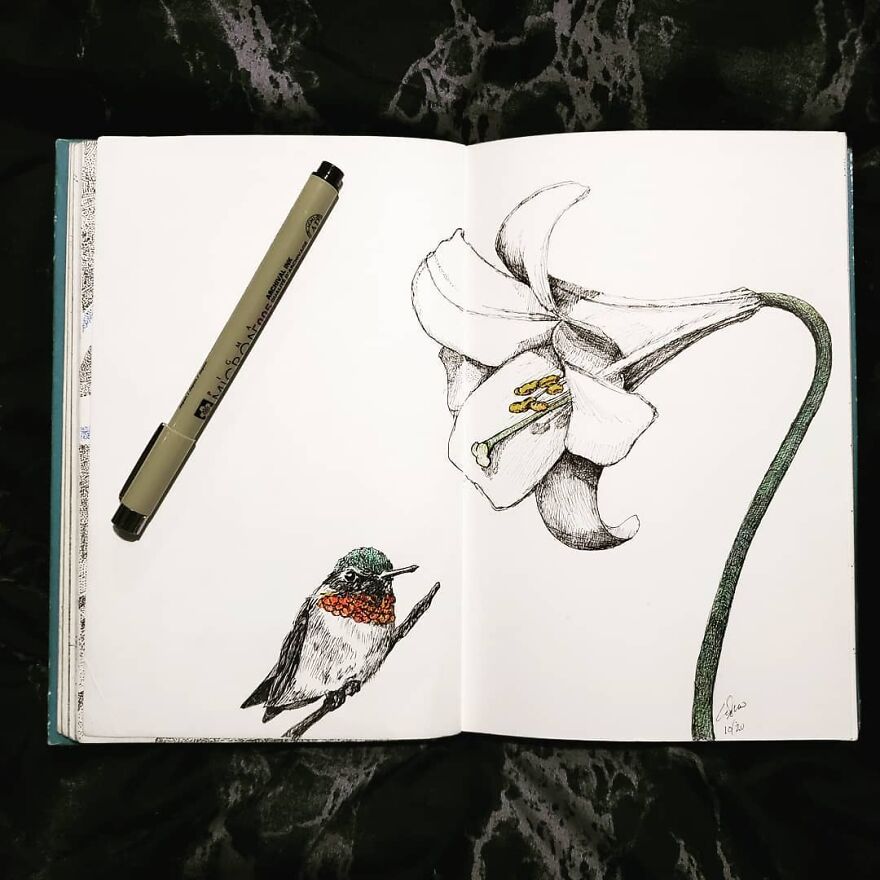 Hummingbird And Lily