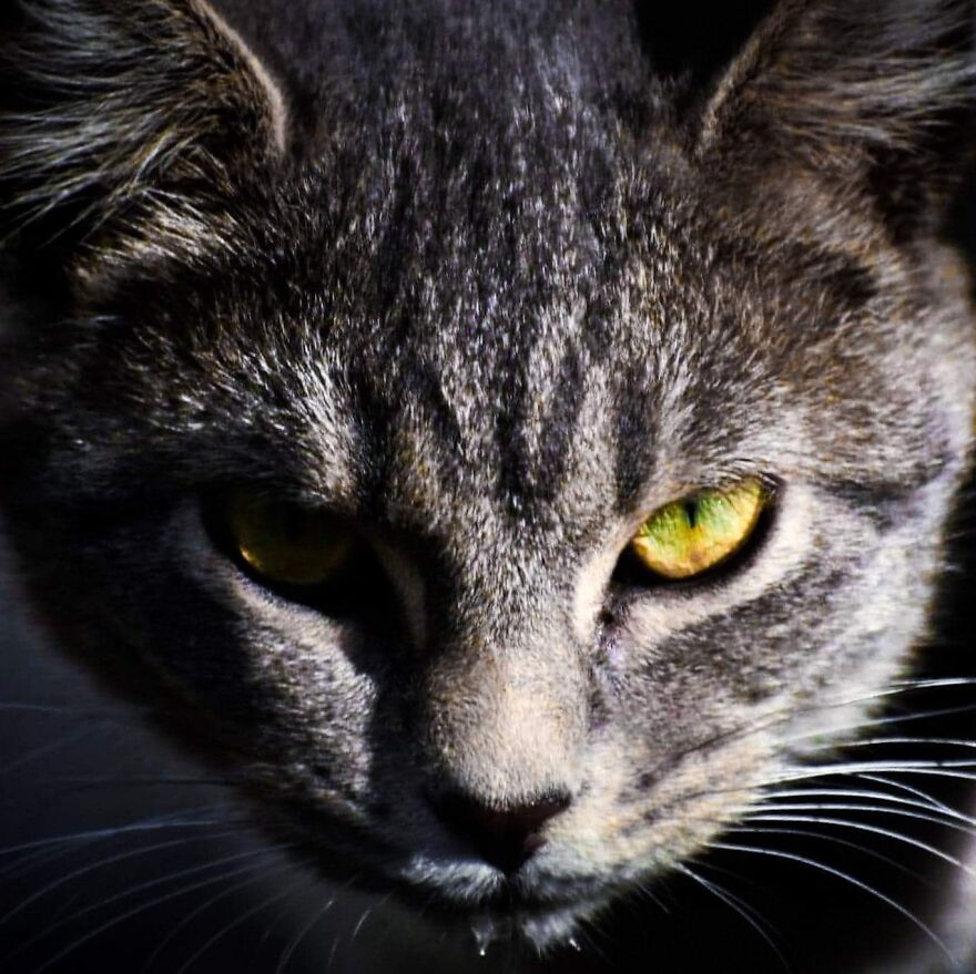 I Photograph My Cats And Other Cats In My Life