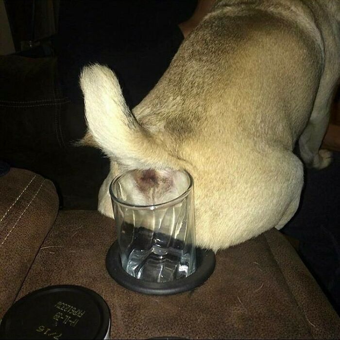 A Home Without A Dog Is Just A House