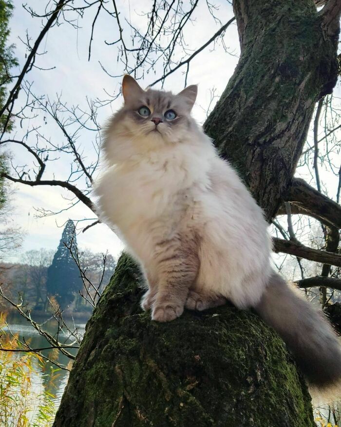 Sighting A Very Fluffy Bird