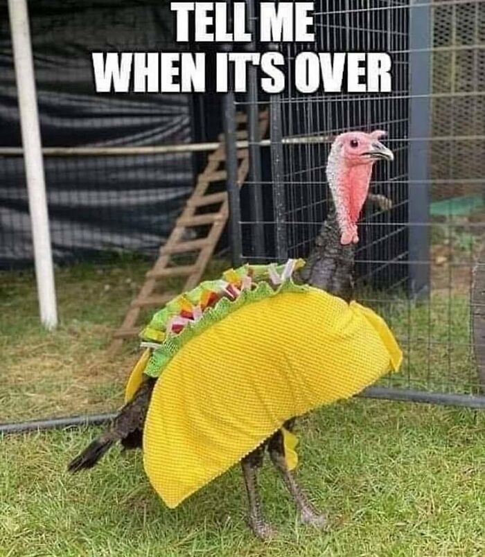 Thanksgiving-Memes-Jokes