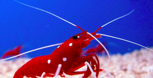 Cool Facts About Animals That You Might Not Know