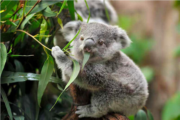 Cool Facts About Animals That You Might Not Know