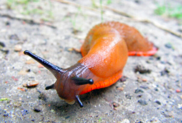 Cool Facts About Animals That You Might Not Know