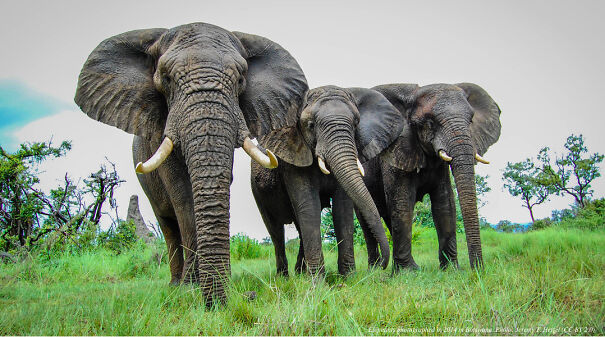 Cool Facts About Animals That You Might Not Know