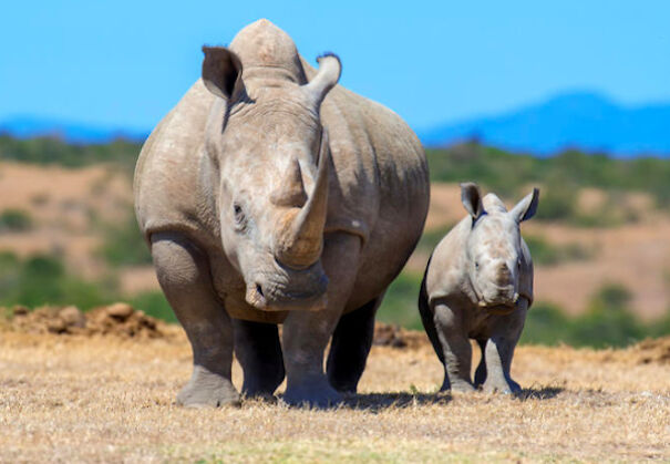 Cool Facts About Animals That You Might Not Know