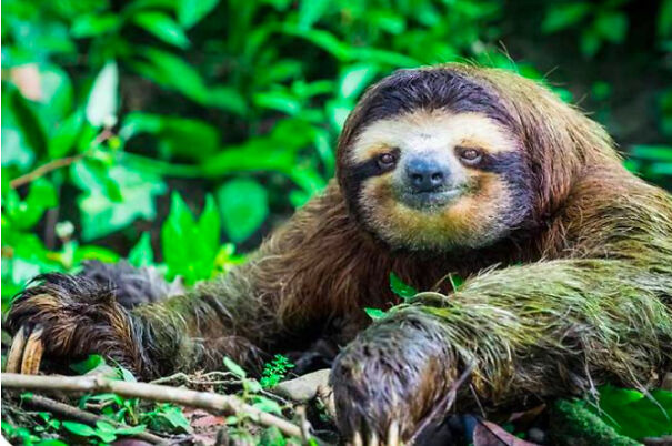 Cool Facts About Animals That You Might Not Know