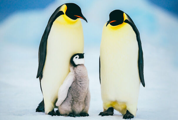 Cool Facts About Animals That You Might Not Know