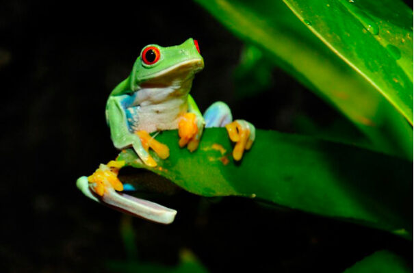 Cool Facts About Animals That You Might Not Know