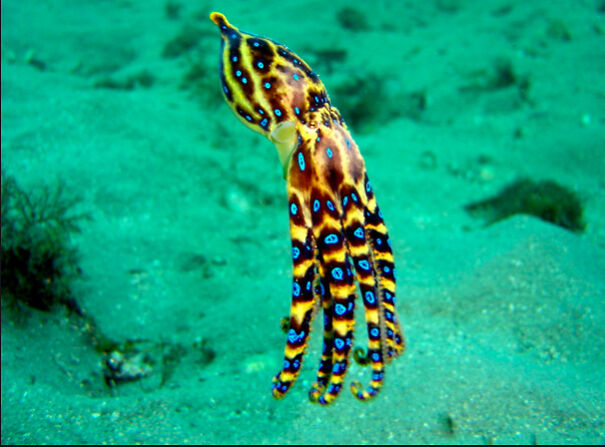 Cool Facts About Animals That You Might Not Know