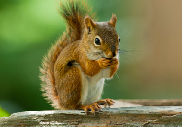 Cool Facts About Animals That You Might Not Know