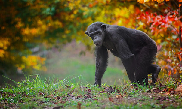 Cool Facts About Animals That You Might Not Know