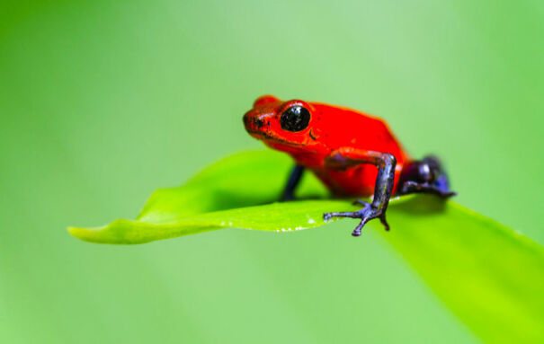 Cool Facts About Animals That You Might Not Know