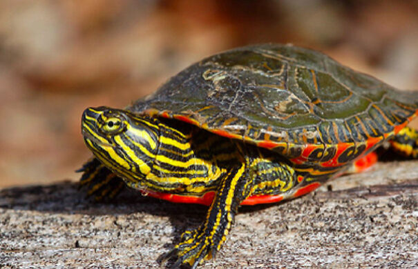 Cool Facts About Animals That You Might Not Know