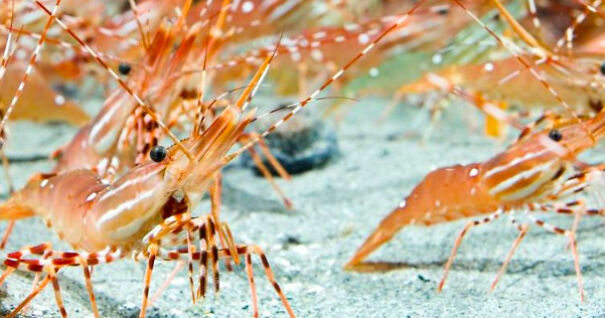 Cool Facts About Animals That You Might Not Know