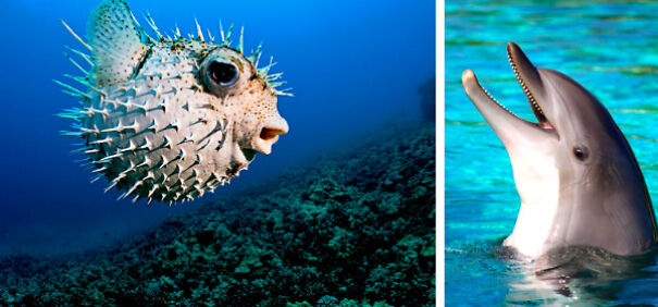 Cool Facts About Animals That You Might Not Know