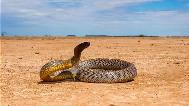 Cool Facts About Animals That You Might Not Know