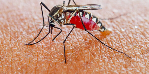 Cool Facts About Animals That You Might Not Know