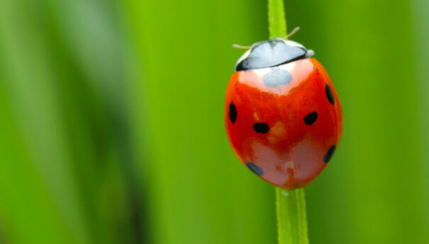 Cool Facts About Animals That You Might Not Know