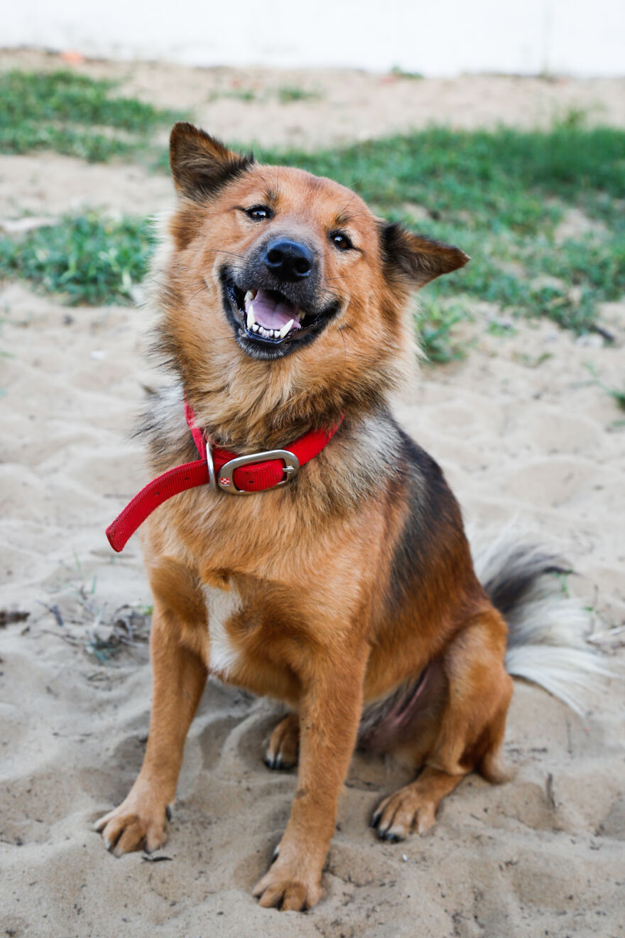 Vietnam's First Farm Sanctuary And Animal Rescue Helps All Kinds Of Animals Who Are Suffering From Cruelty And Neglect Vietnam's First Farm Sanctuary And Animal Rescue Helps All Kinds Of Animals Who Are Suffering From Cruelty And Neglect