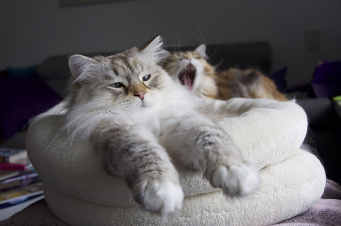 This It Tatsu, He Likes To Sleep And Watch Birds With This Fromt Paws Sticking Out Like This.
