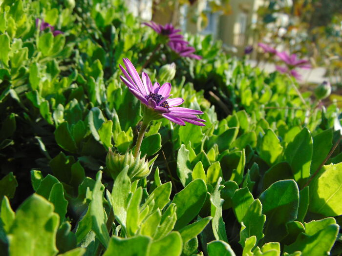 In My Neighbourhood. One Sunny Day In All The Rain And Grey.