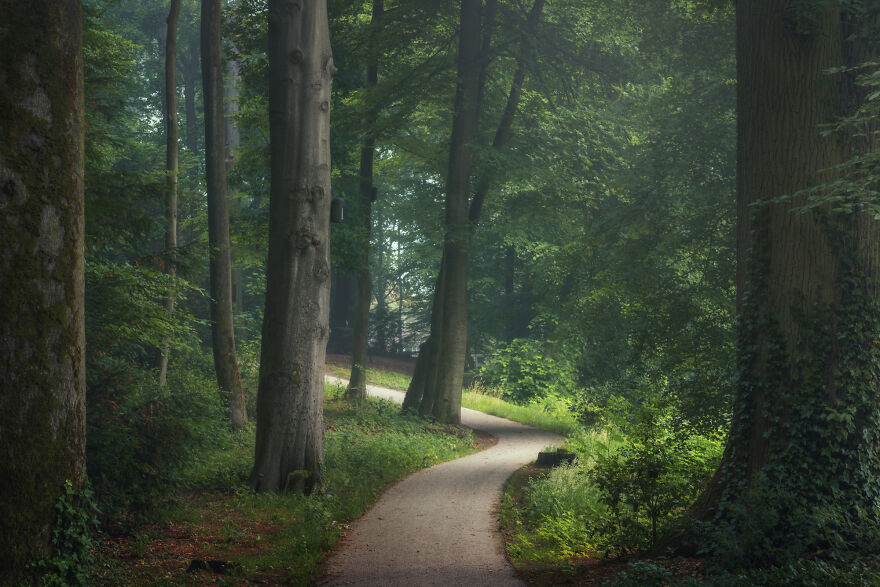 I Photograph Misty Forest Roads