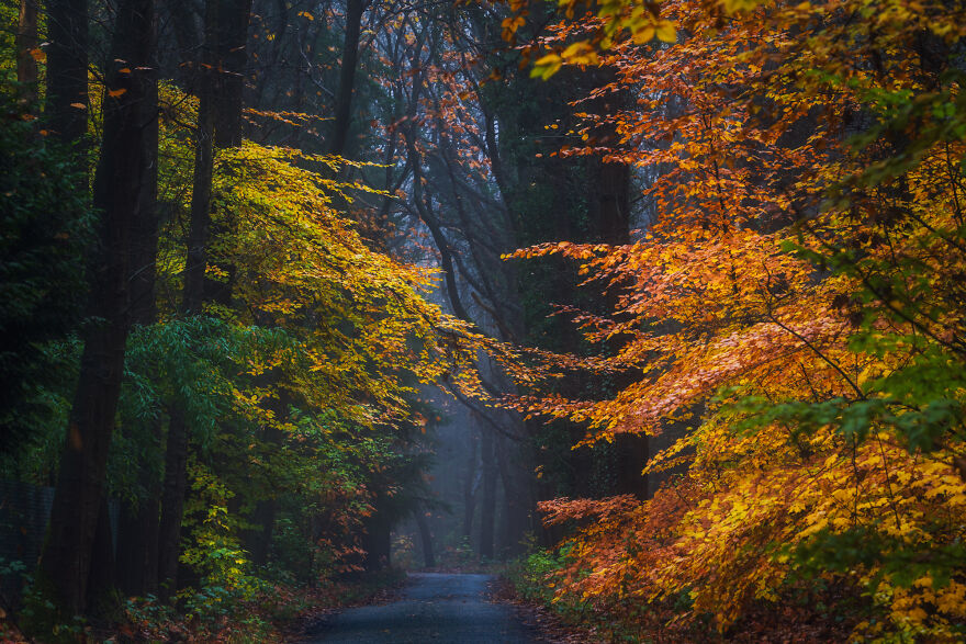 I Photograph Misty Forest Roads