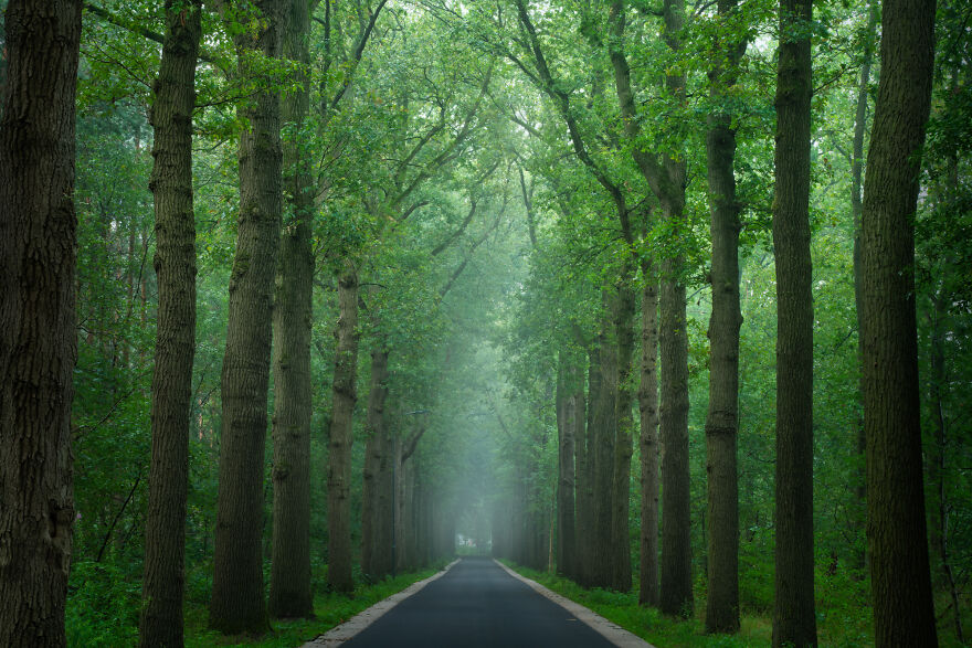 I Photograph Misty Forest Roads